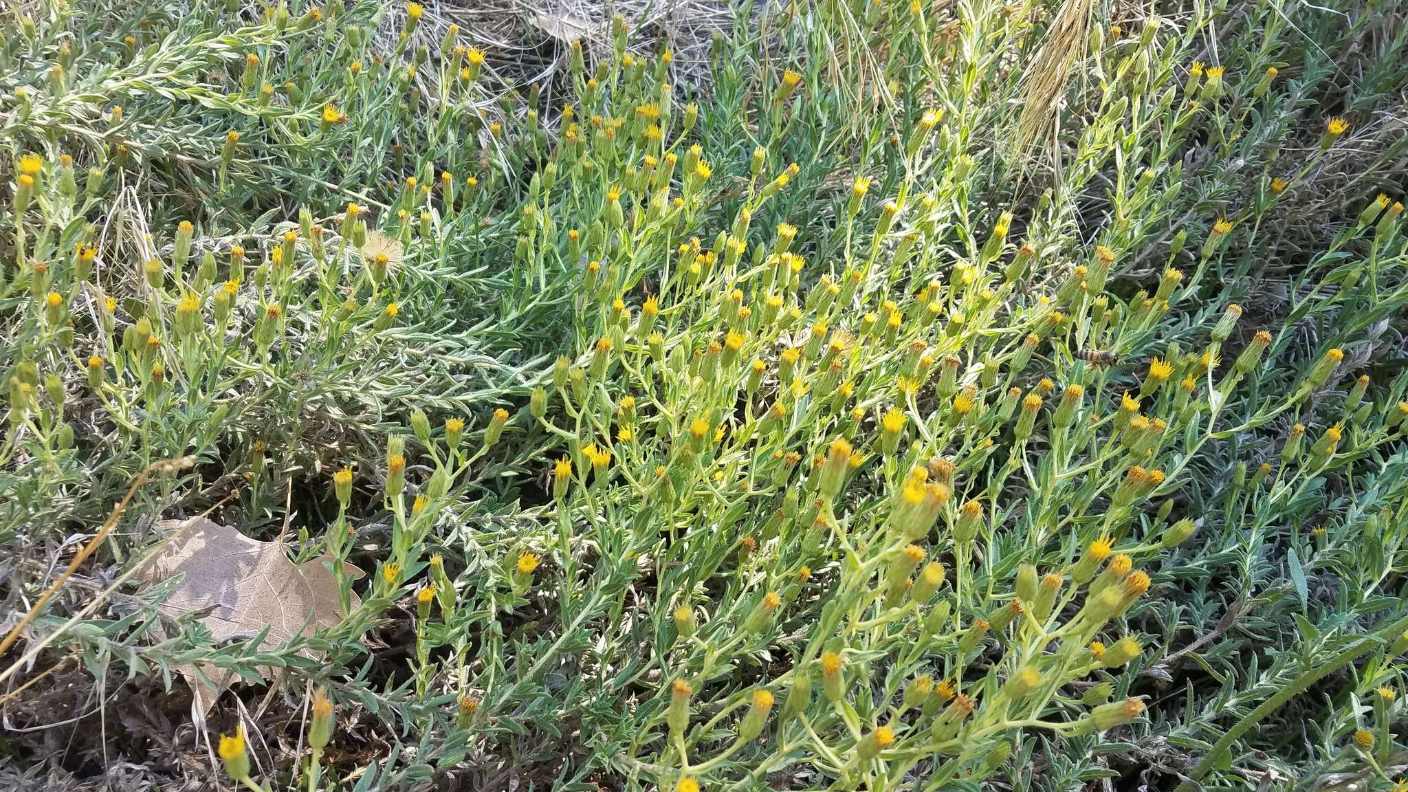 Image of Oregon false goldenaster