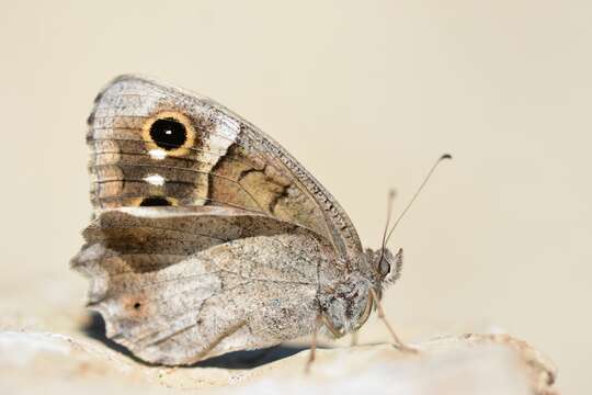 Image of Tree Grayling