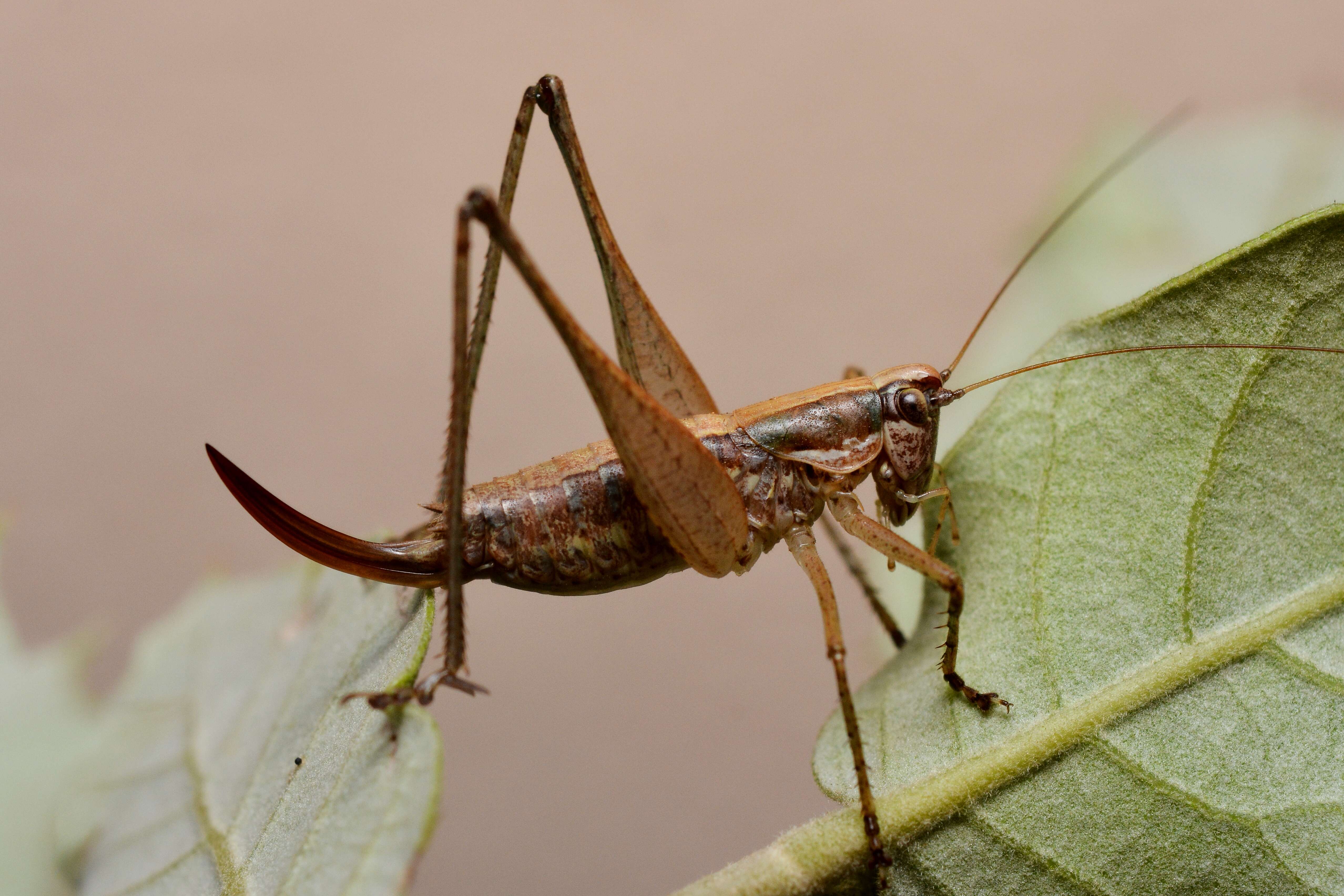 Image of Yersinella raymondi