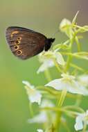 Image of woodland ringlet