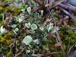 Image of cup lichen