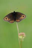 Image of woodland ringlet