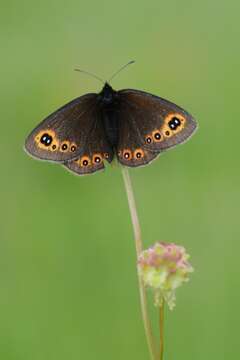 Image of woodland ringlet