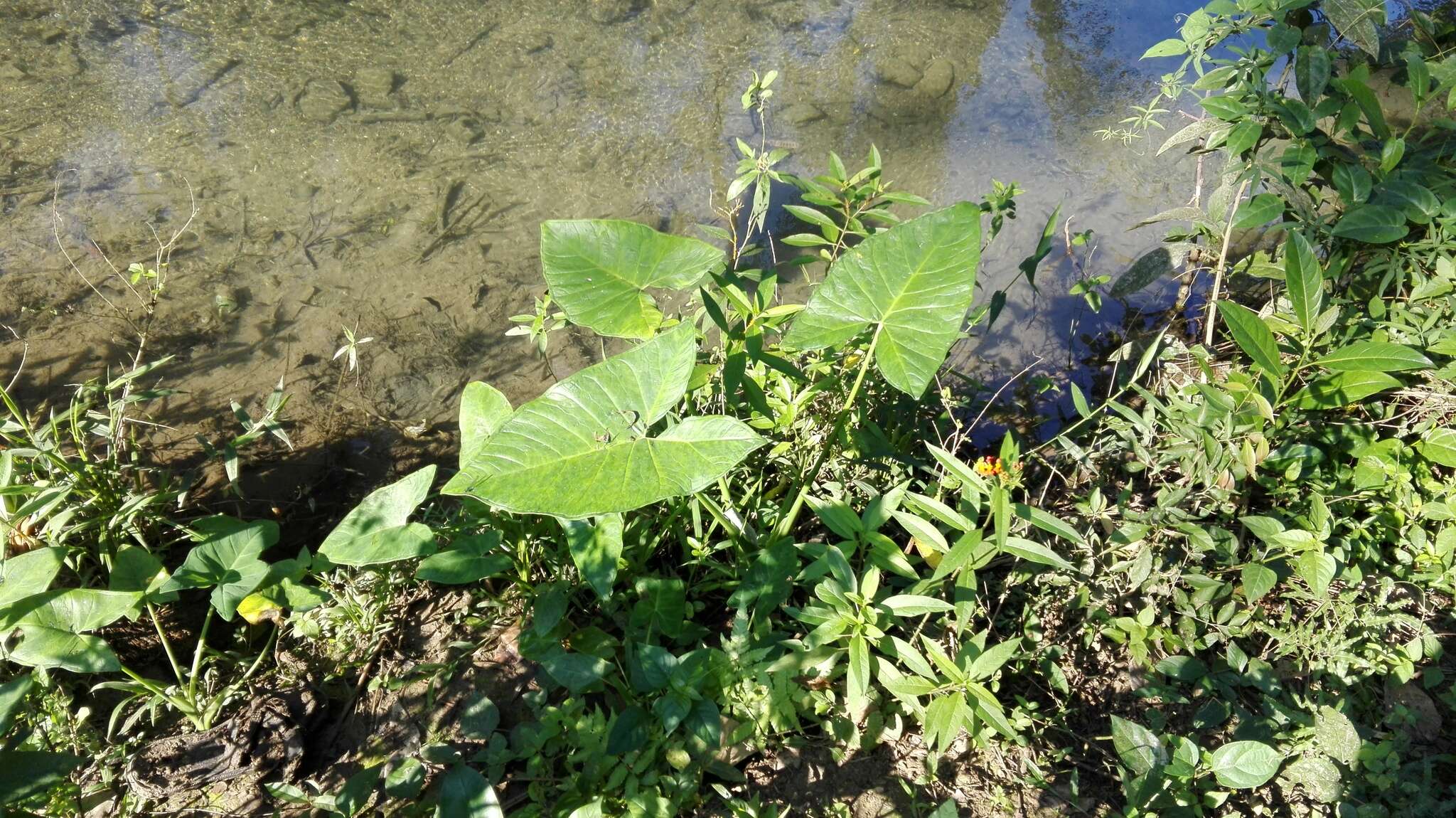 Image de Colocasia esculenta (L.) Schott