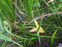 Image of European bur-reed