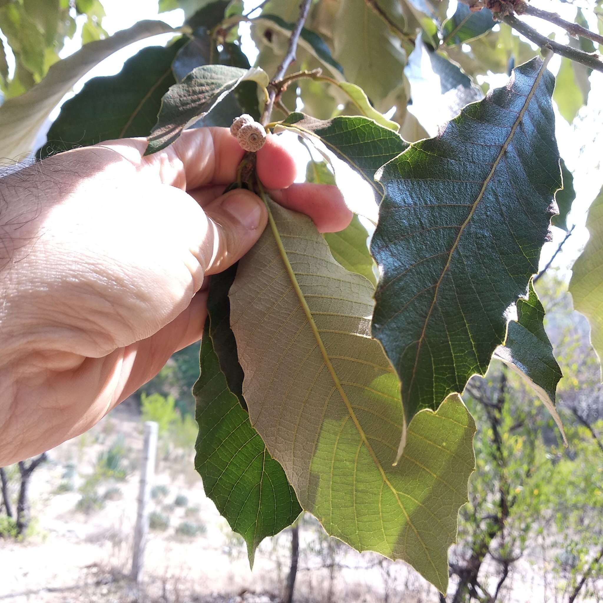 Image of Leather Leaf Mexican Oak