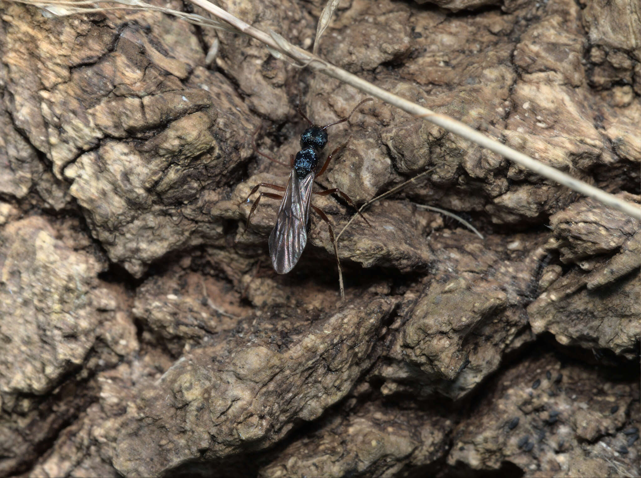 Image of Rhytidoponera confusa Ward 1980