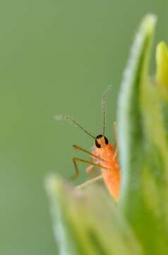 Image of Wheat midge