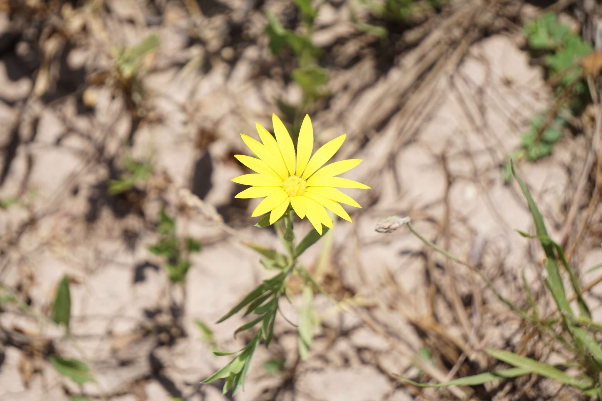 Image of Drummond's sleepydaisy