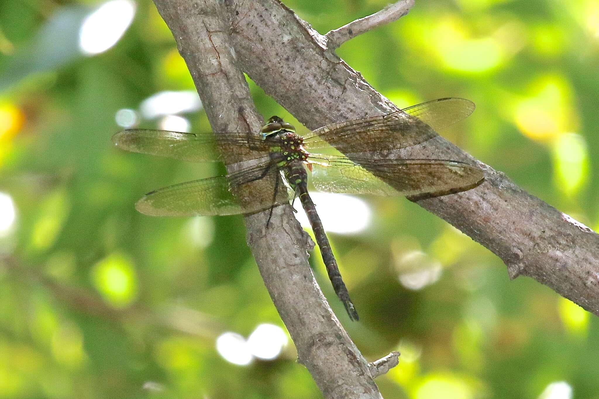 Image de Rhionaeschna psilus (Calvert 1947)