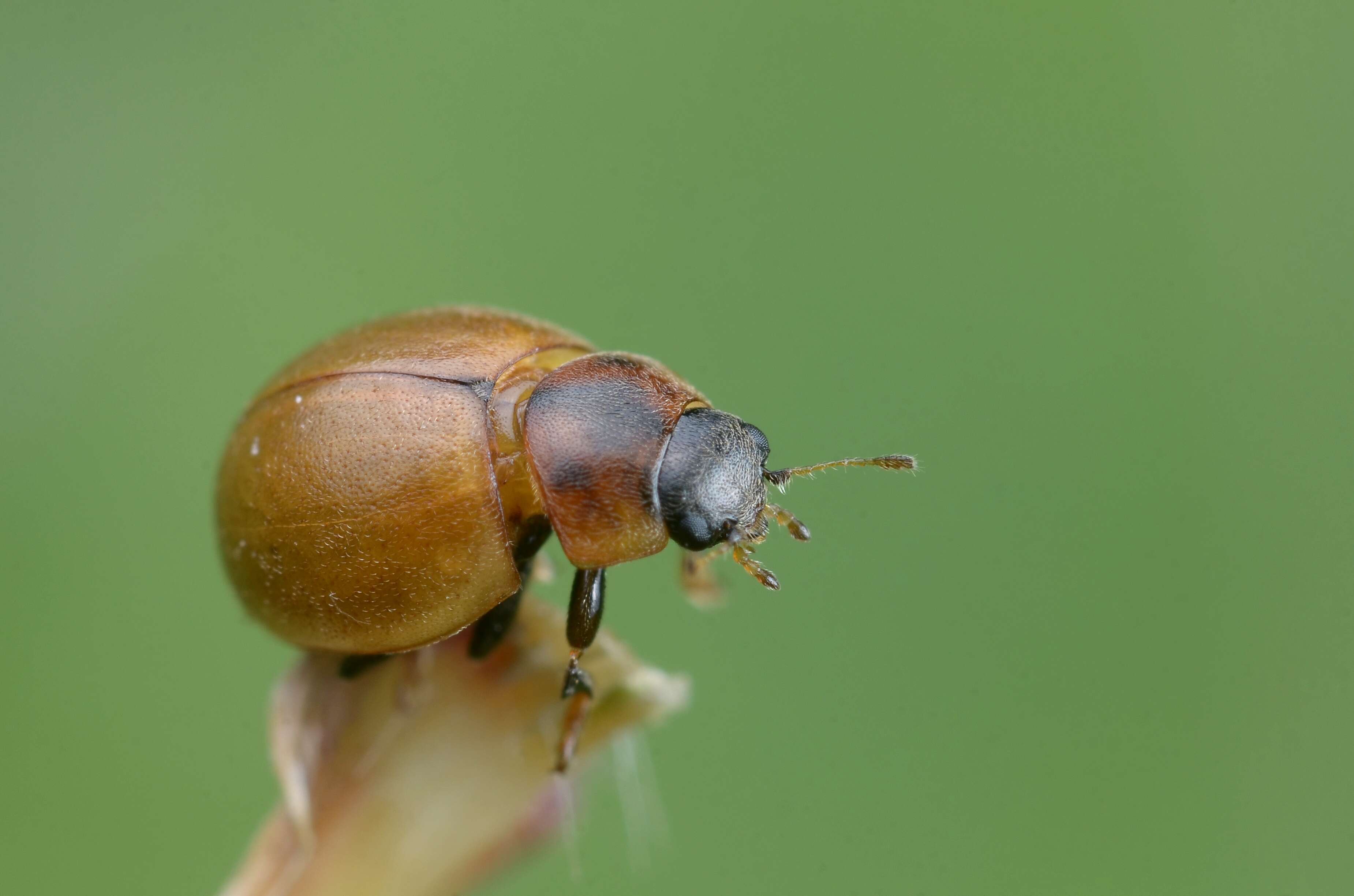 صورة Cynegetis impunctata