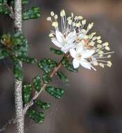 Image of Phebalium festivum Paul G. Wilson