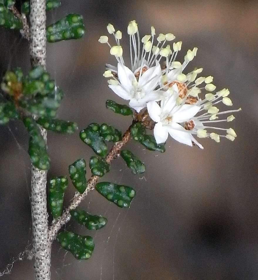 Image of Phebalium festivum Paul G. Wilson