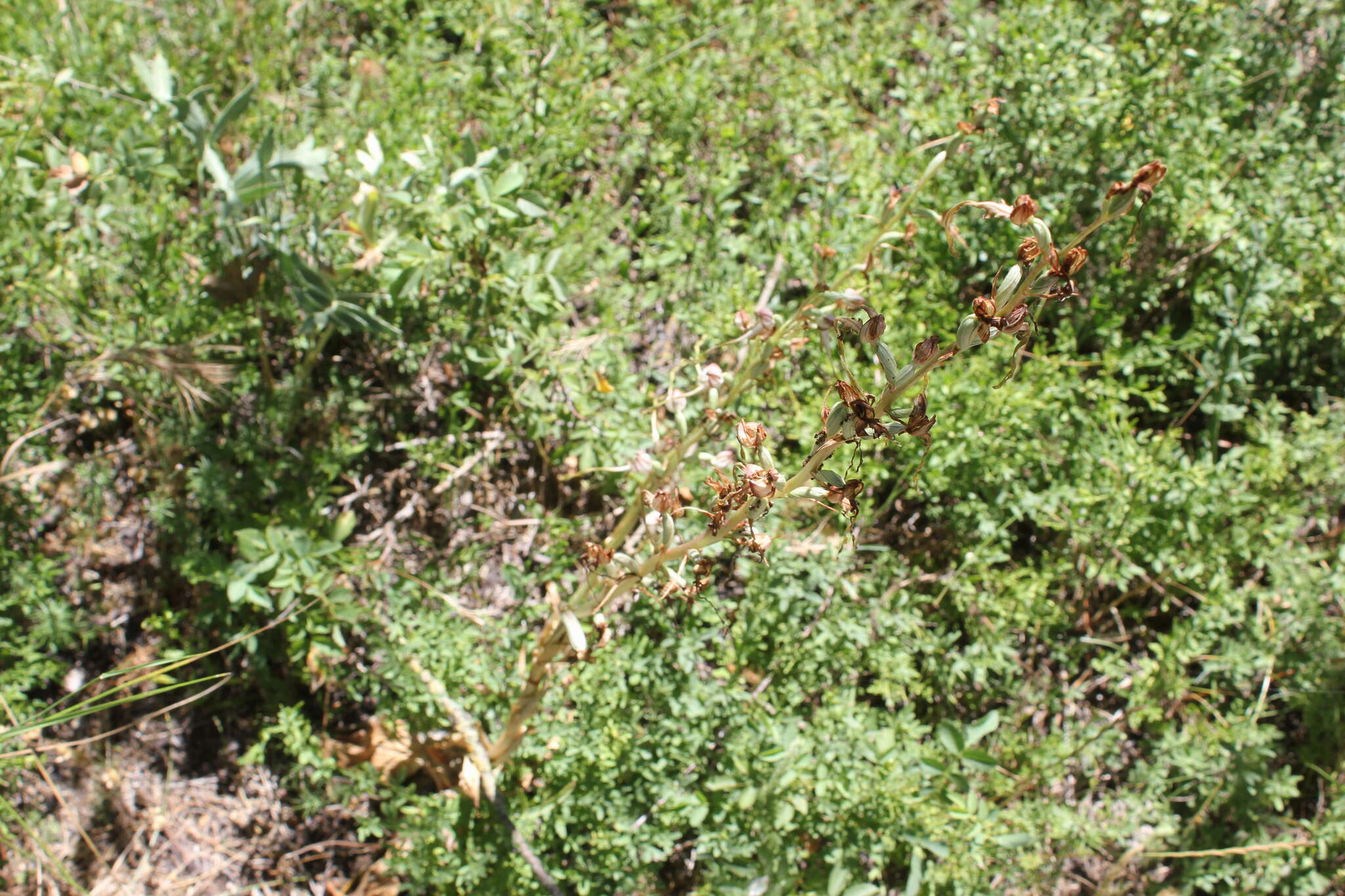 Image of Himantoglossum caprinum (M. Bieb.) Spreng.