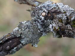 Image of rosette lichen