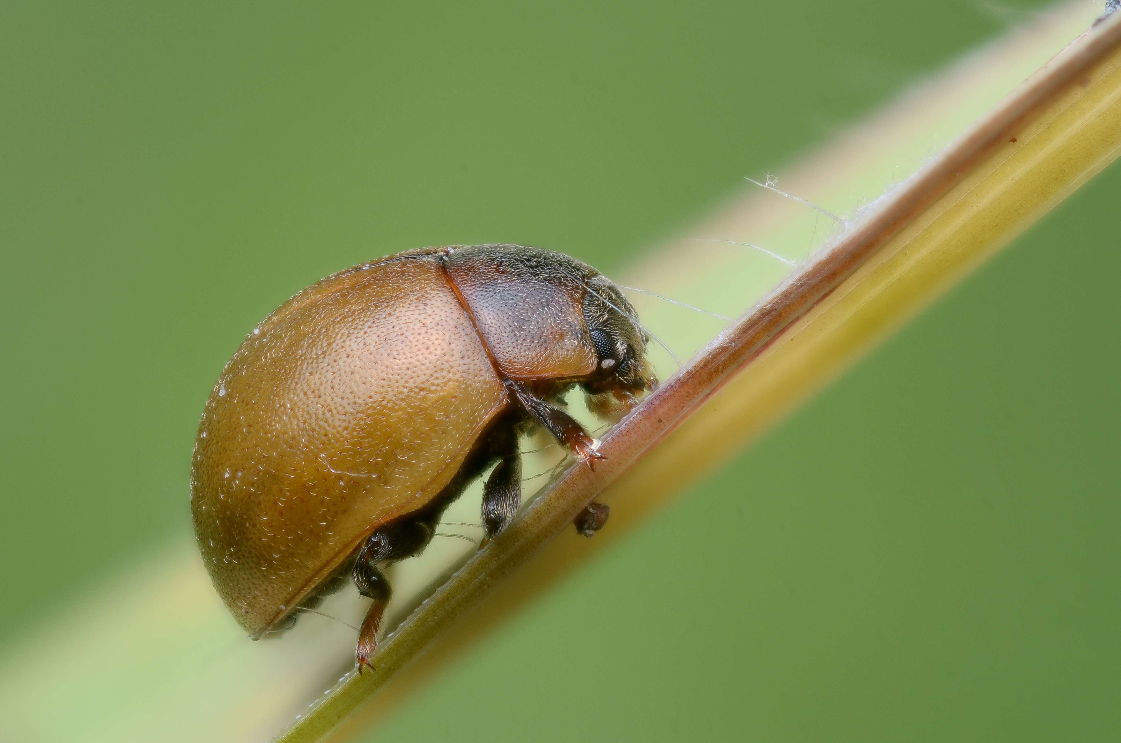 صورة Cynegetis impunctata