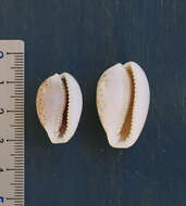 Image of separated cowry (from spurca and gangranosa)