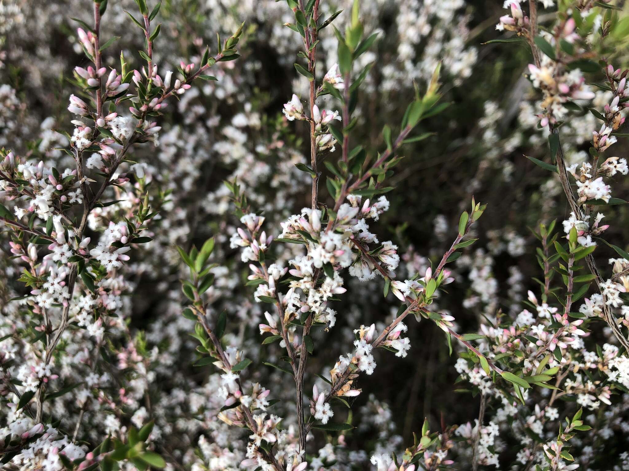 Image of Leucopogon ericoides (Sm.) R. Br.