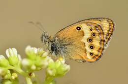 Image of Coenonympha dorus Esper 1782