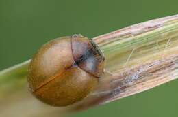 صورة Cynegetis impunctata