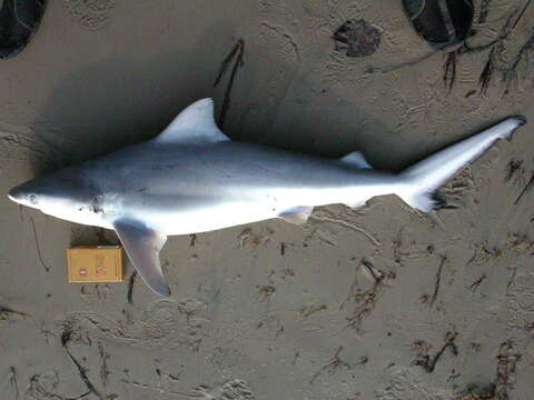 Image of Bull Shark