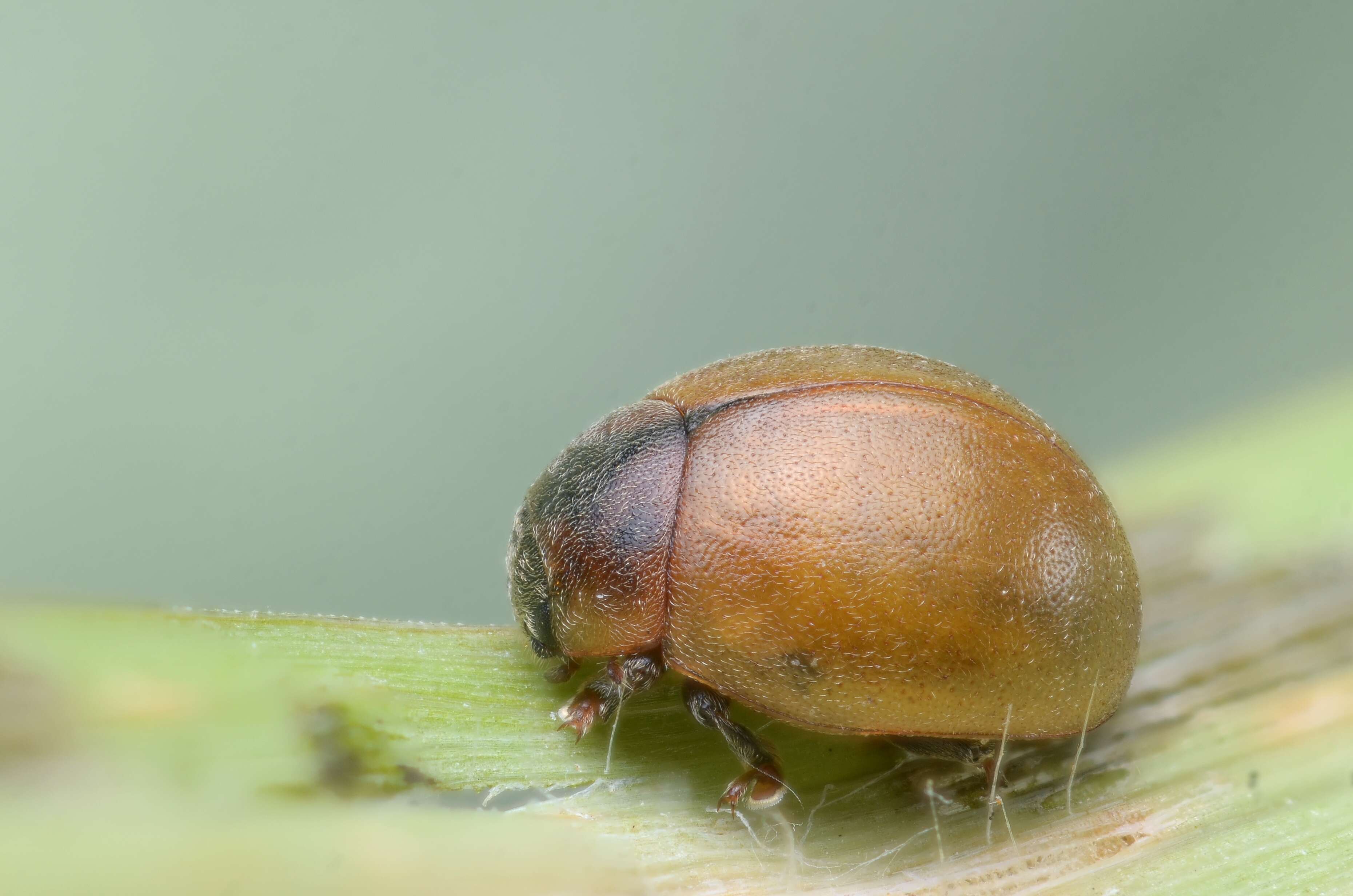 صورة Cynegetis impunctata