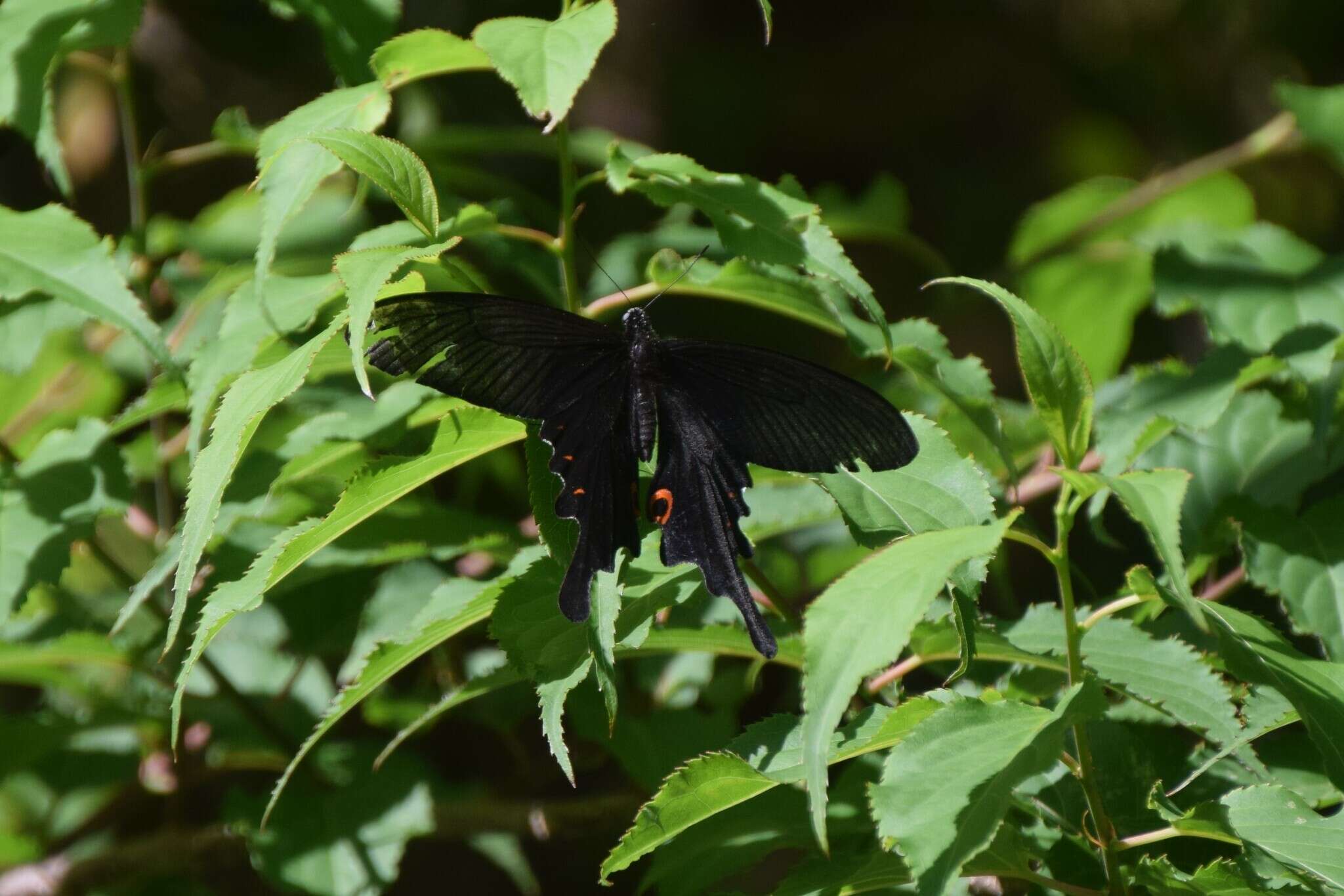 Sivun Papilio macilentus Janson 1877 kuva