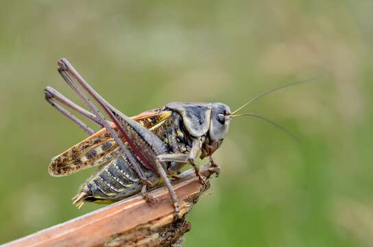 Image of Wart-biter cricket