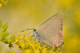 Image of Satyrium esculi