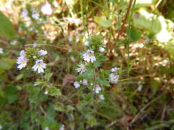 Image of Hudson Bay eyebright