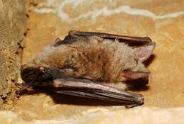 Image of Greater Mouse-eared Bat