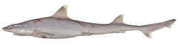 Image of Sicklefin Hound Shark