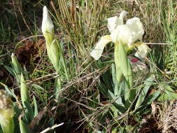 Слика од Iris lutescens Lam.