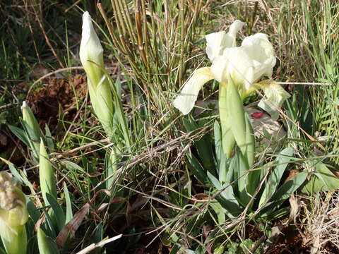 Image de Iris lutescens Lam.