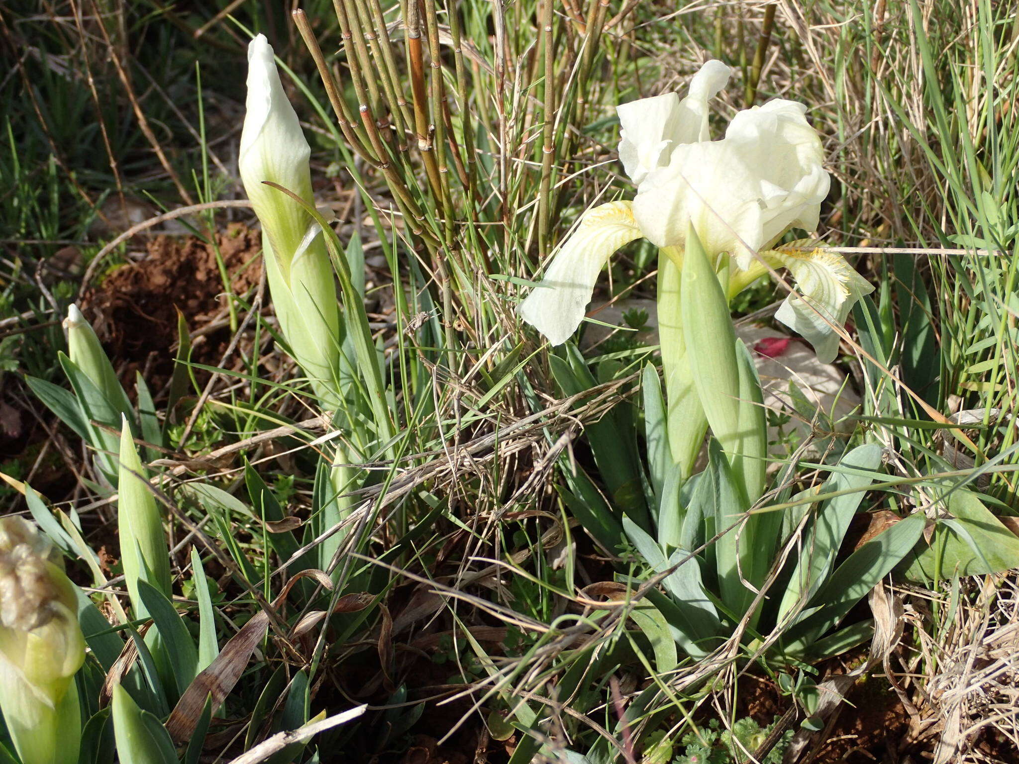 Слика од Iris lutescens Lam.