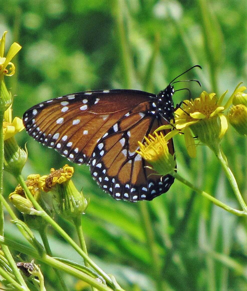 Image of <i>Danaus <i>gilippus</i></i> gilippus