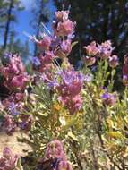 Sivun Salvia pachyphylla subsp. meridionalis R. M. Taylor kuva