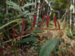 Image de Phyllanthus castus S. Moore