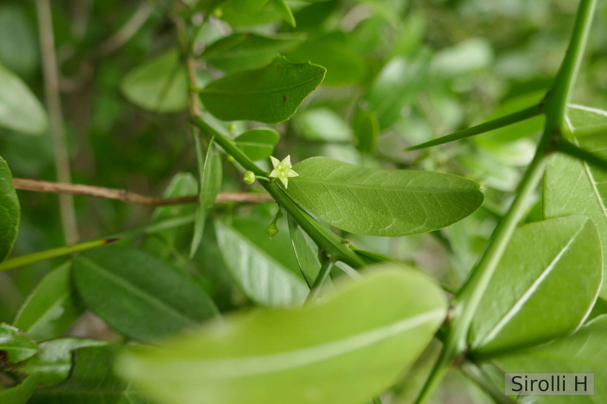 صورة Scutia buxifolia Reiss.