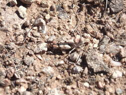 Image of Cream Grasshopper