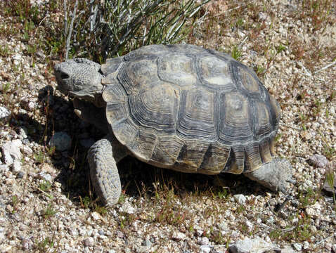 Image of desert tortoise