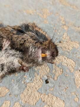 Image of Townsend's Vole