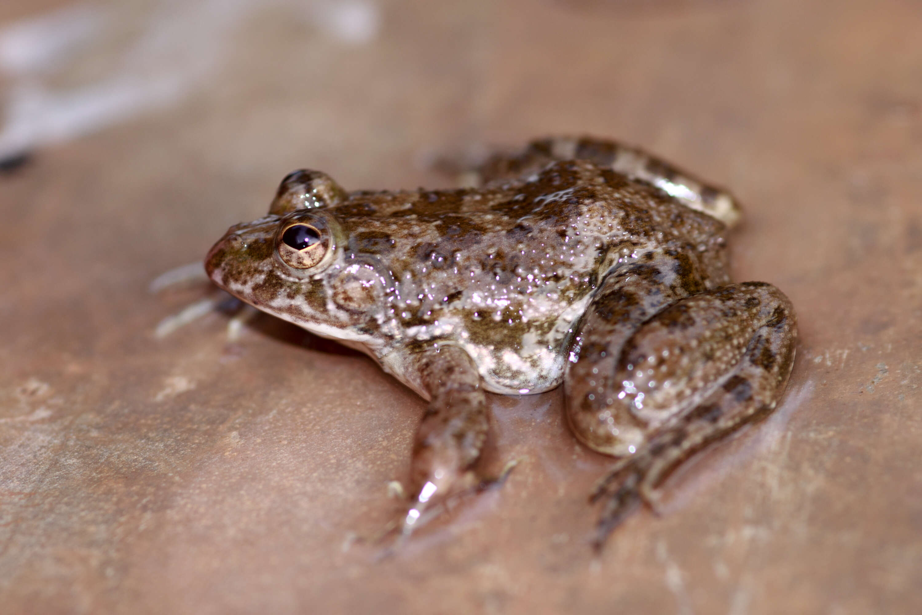 Image of Indian Skipper Frog