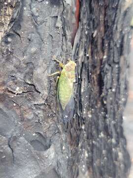 Cicadettana resmi