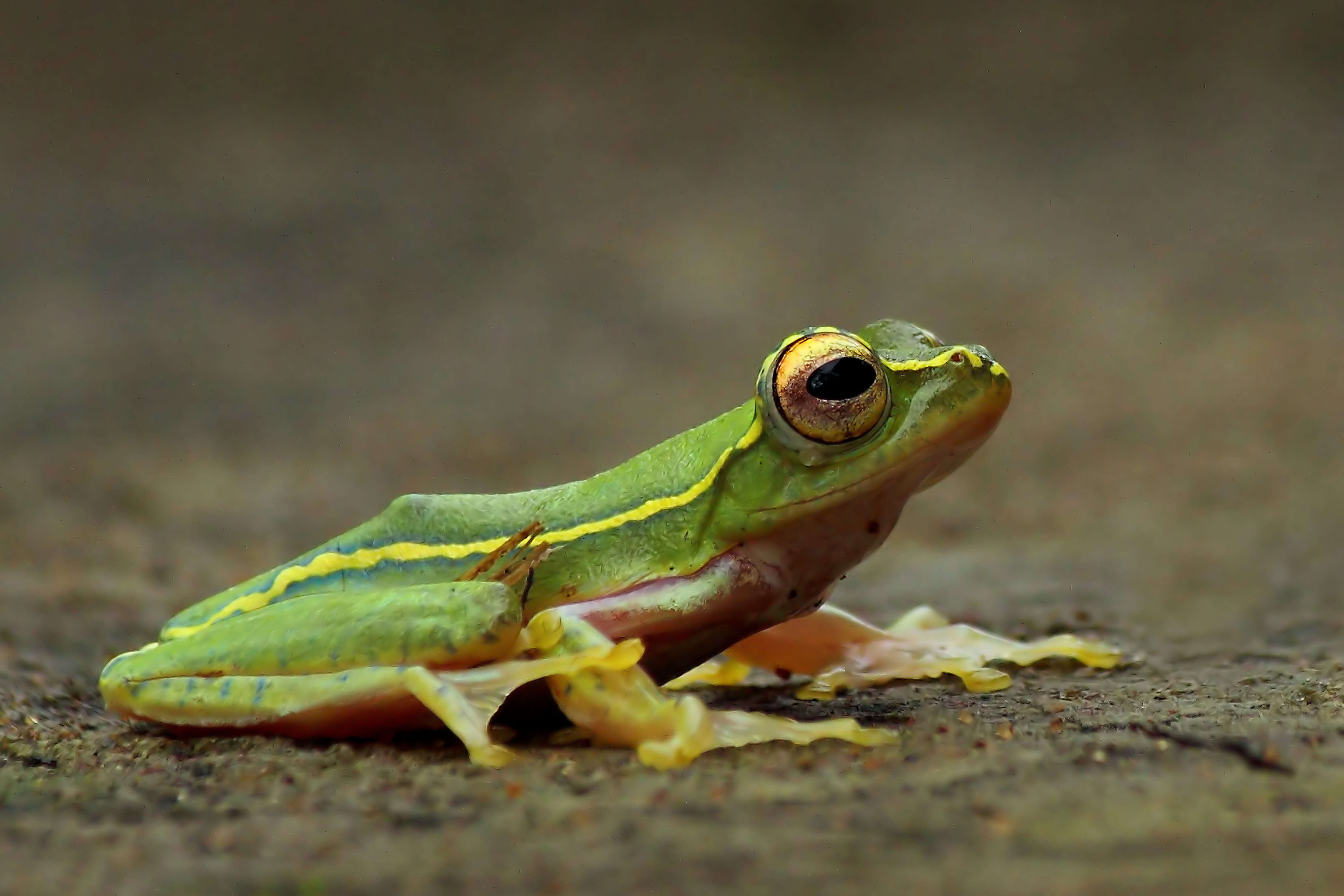 Imagem de Rhacophorus lateralis Boulenger 1883