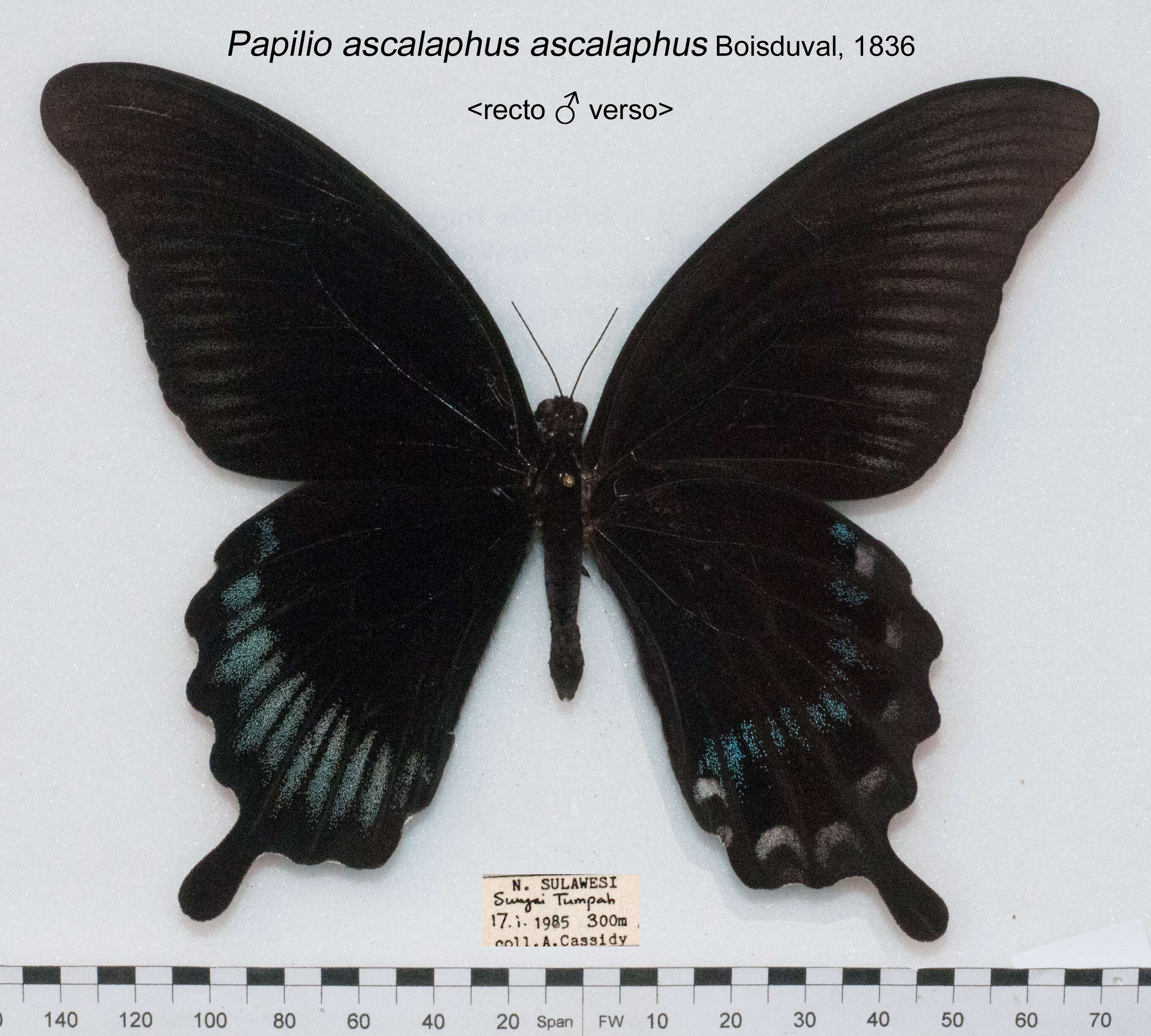 Image of Papilio ascalaphus Boisduval 1836