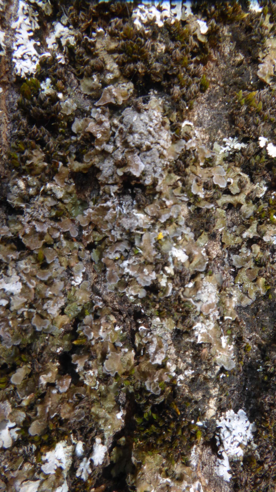 Image of melanelia lichen