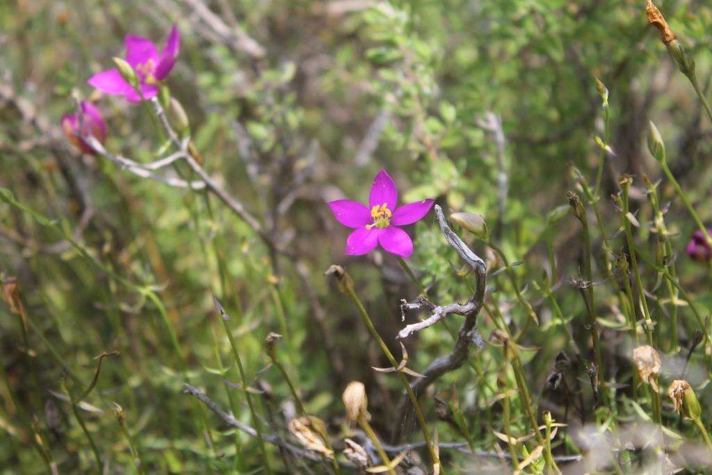 Image of Gyrandra chironioides Griseb.