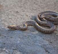 Image of Caucasian Rat Snake