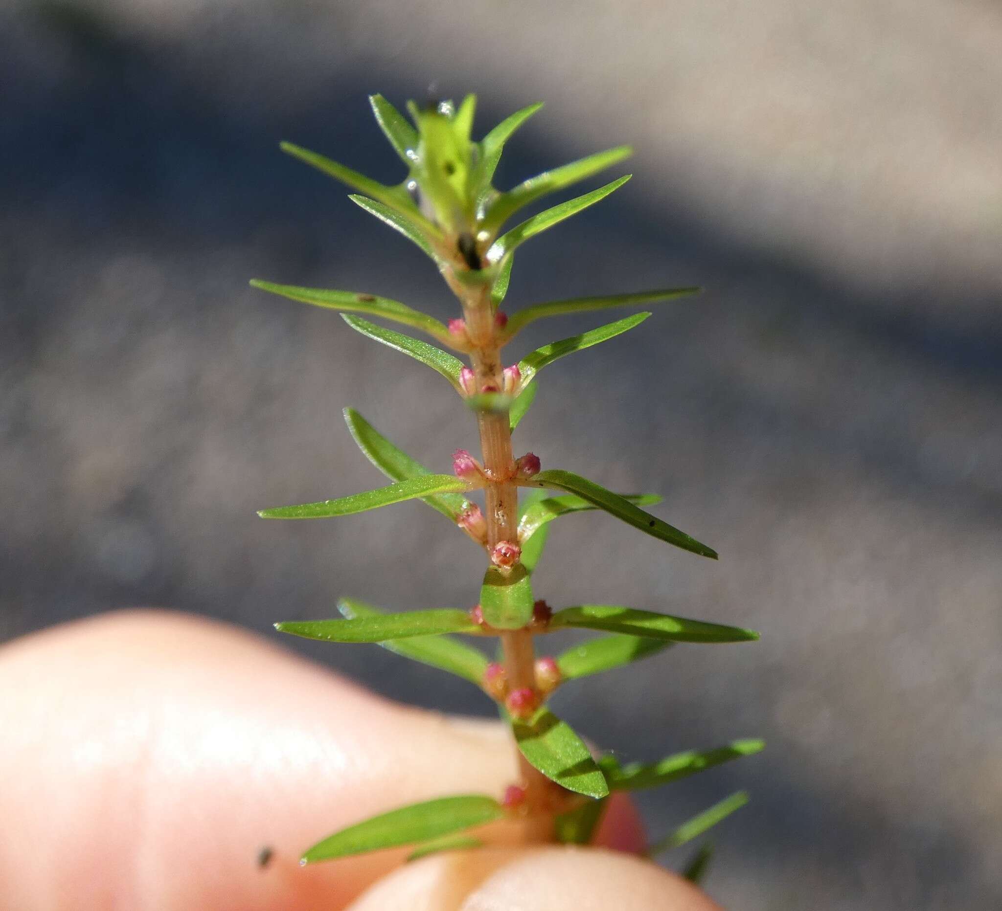 صورة Rotala mexicana Cham. & Schlechtend.